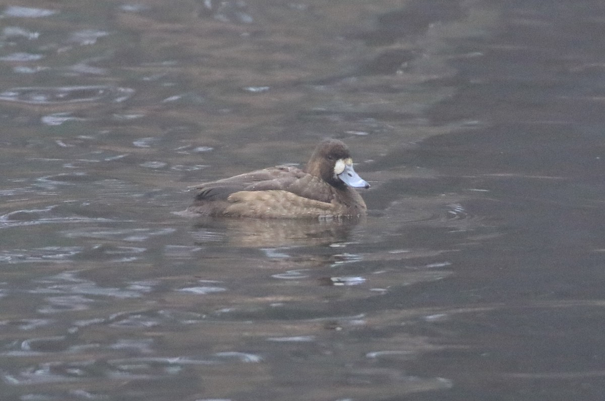 Greater Scaup - ML612076424