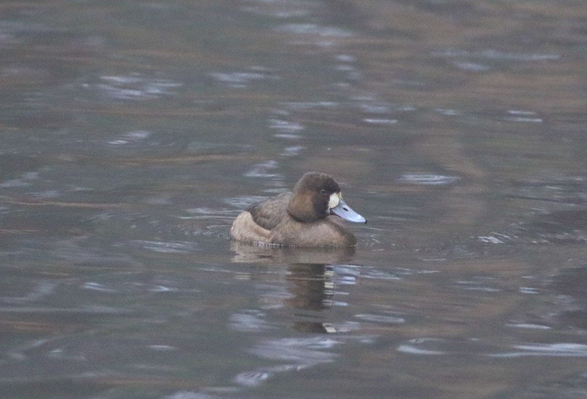 Greater Scaup - ML612076425