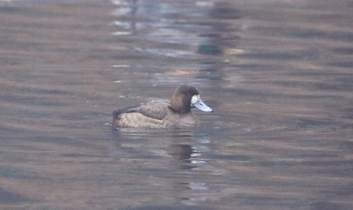 Greater Scaup - ML612076427