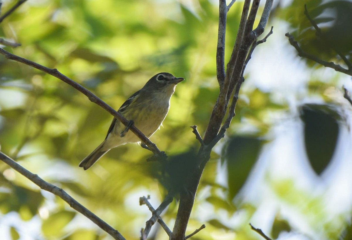 Vireo Plomizo (notius/montanus) - ML612076527