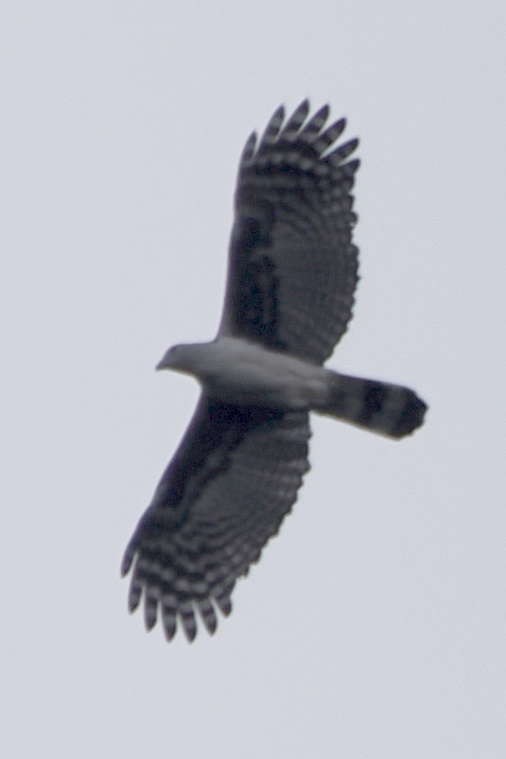 Gray-headed Kite - steve b