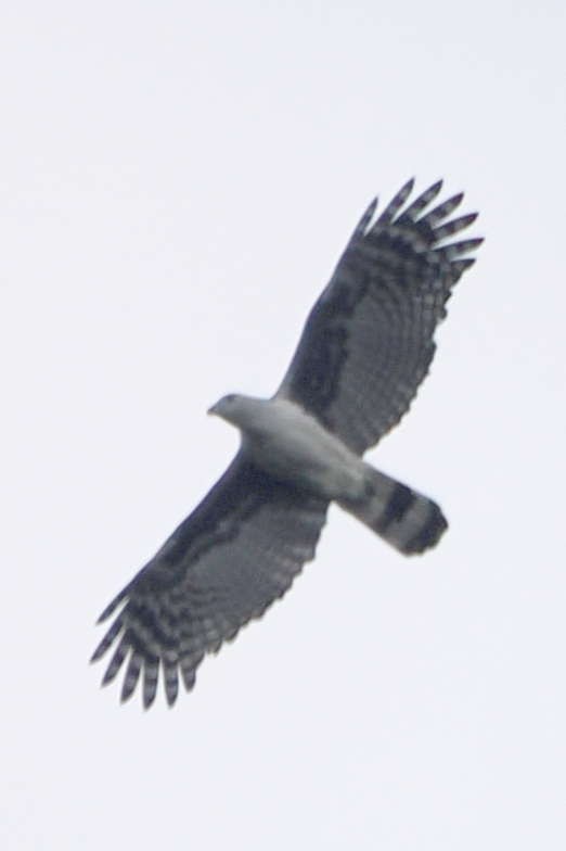 Gray-headed Kite - steve b