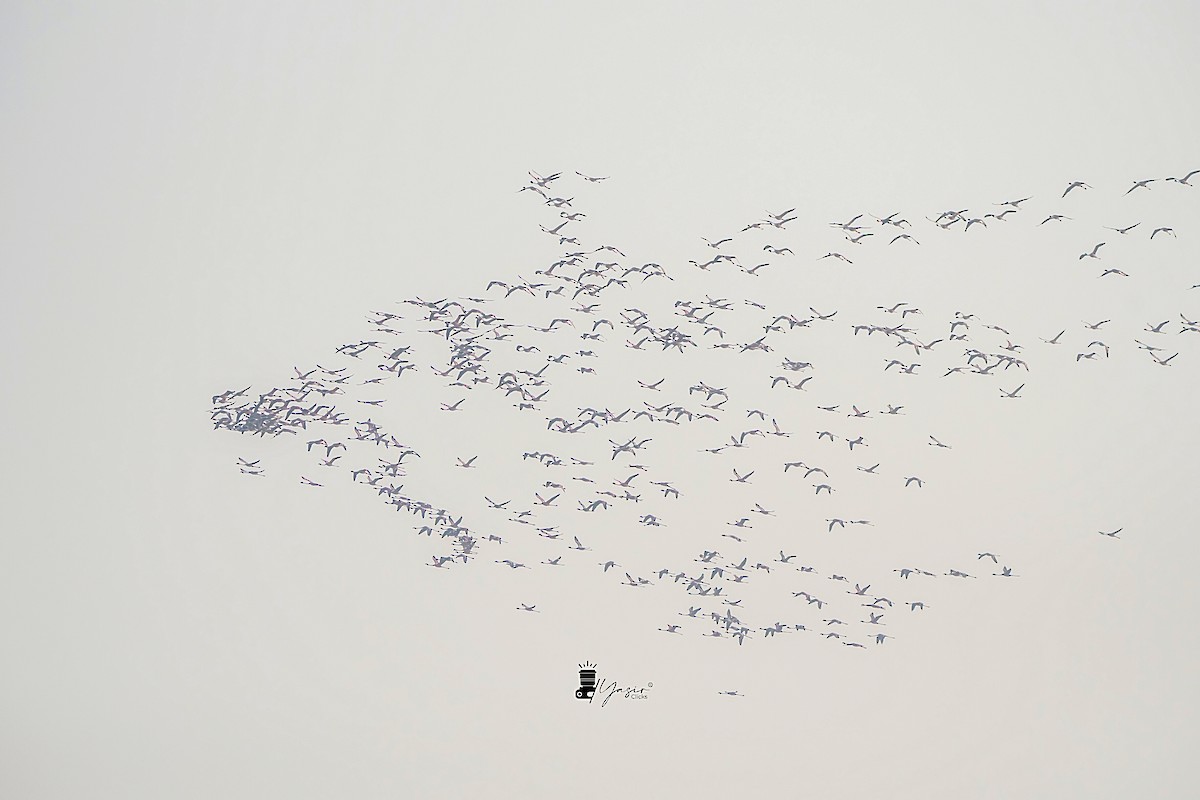 Lesser Flamingo - ML612076702