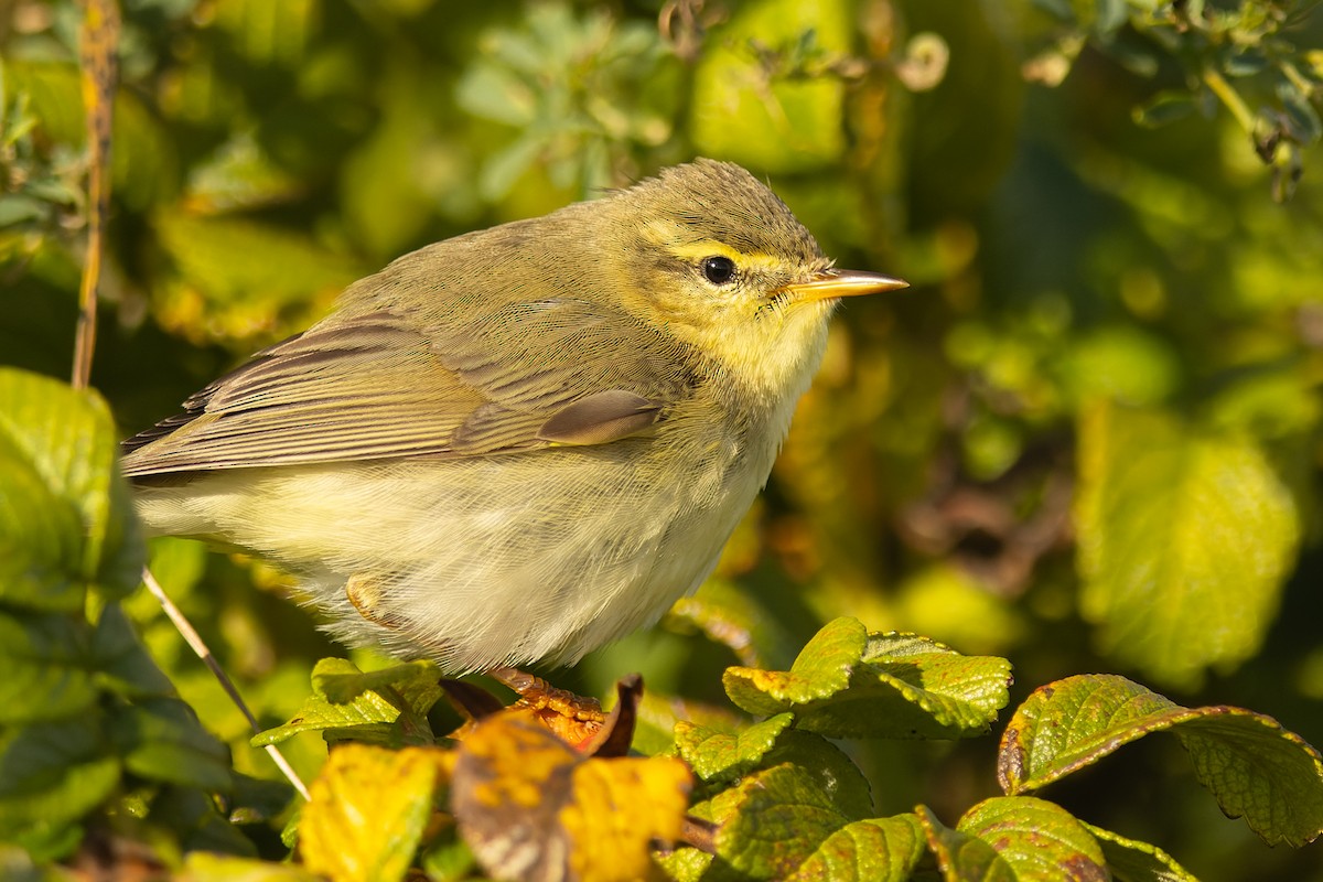 Willow Warbler - ML612076757