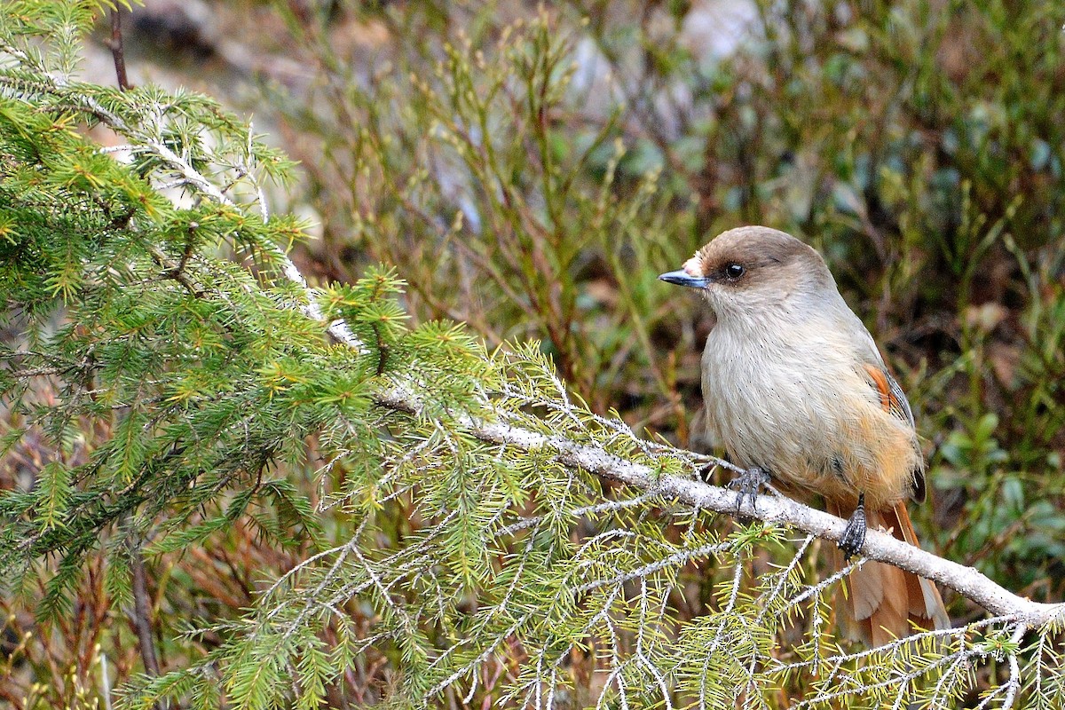 Siberian Jay - Ross Doughty