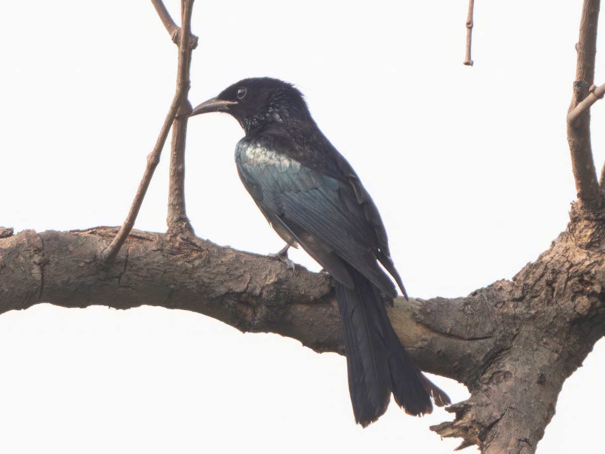 Hair-crested Drongo - ML612076768