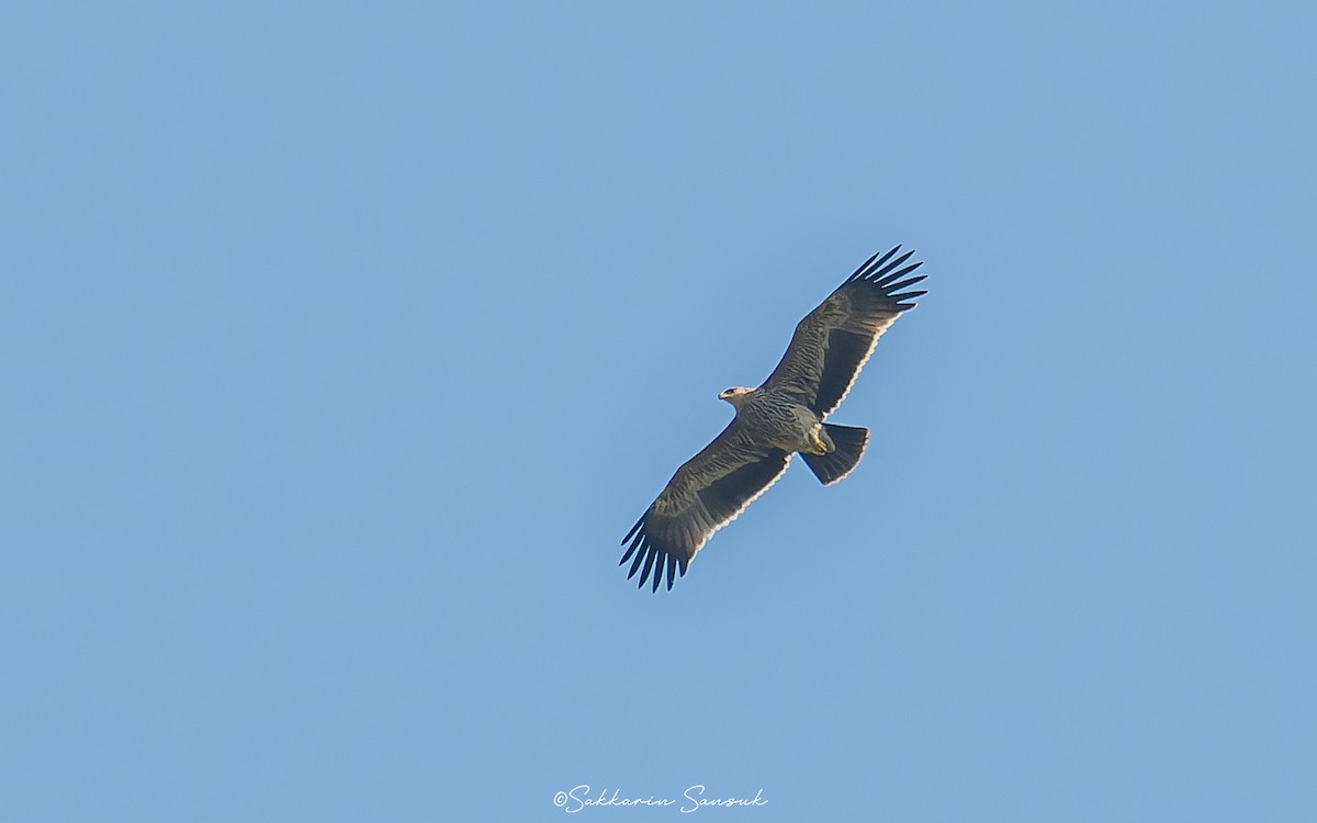 Şah Kartal - ML612076792