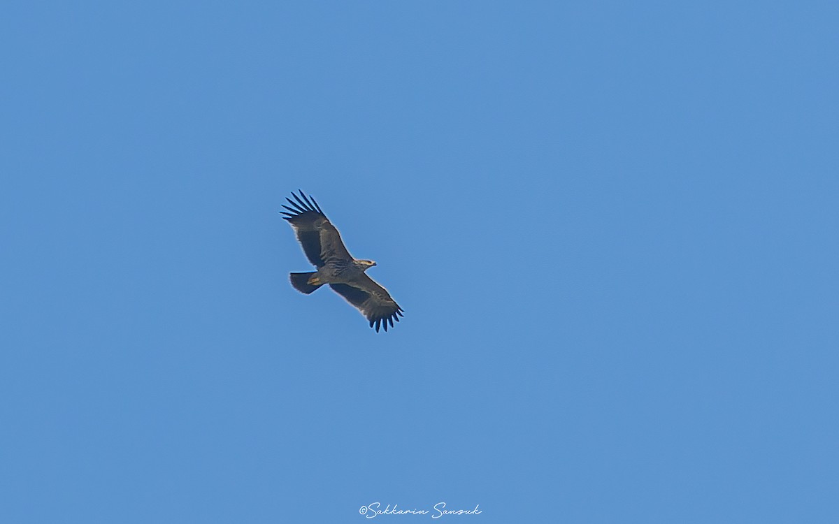 Şah Kartal - ML612076793
