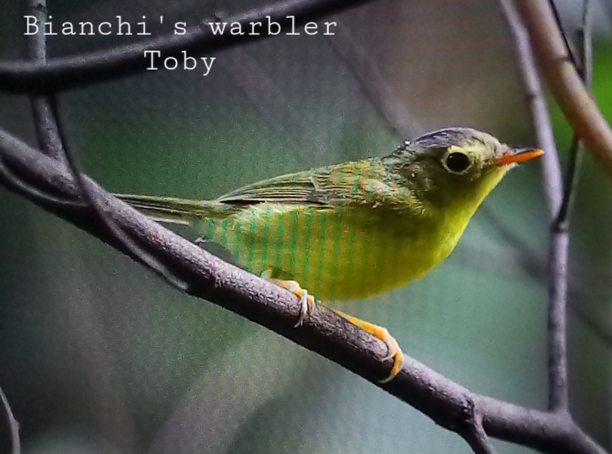 Bianchi's Warbler - ML612076831