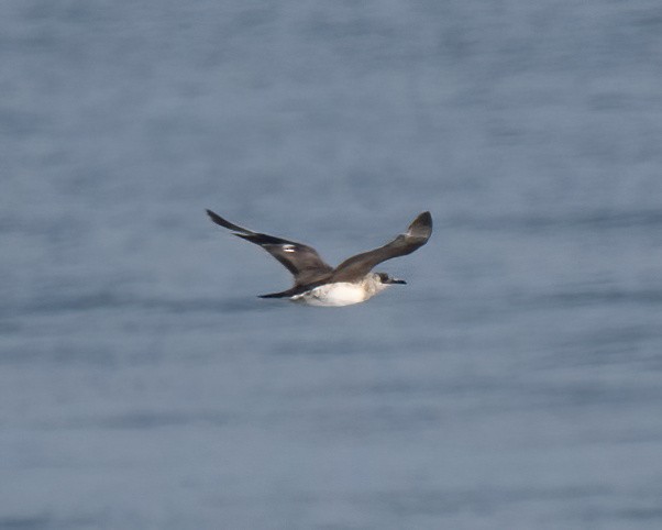 chaluha příživná - ML612076840