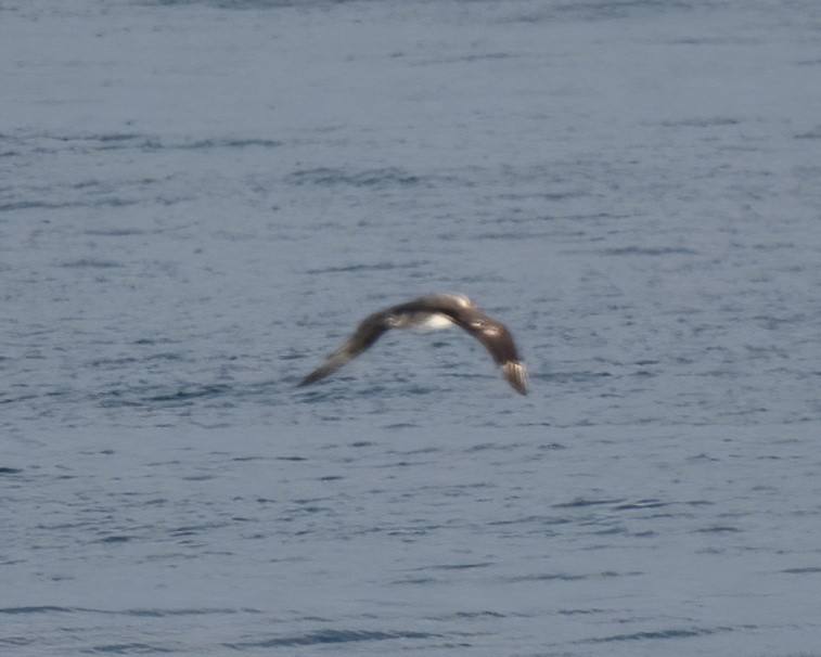 Parasitic Jaeger - Lincoln Martin