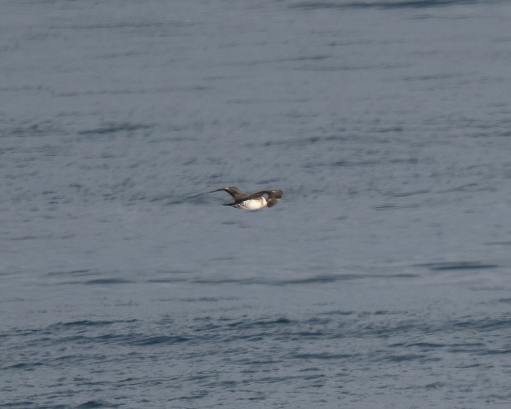 chaluha příživná - ML612076842