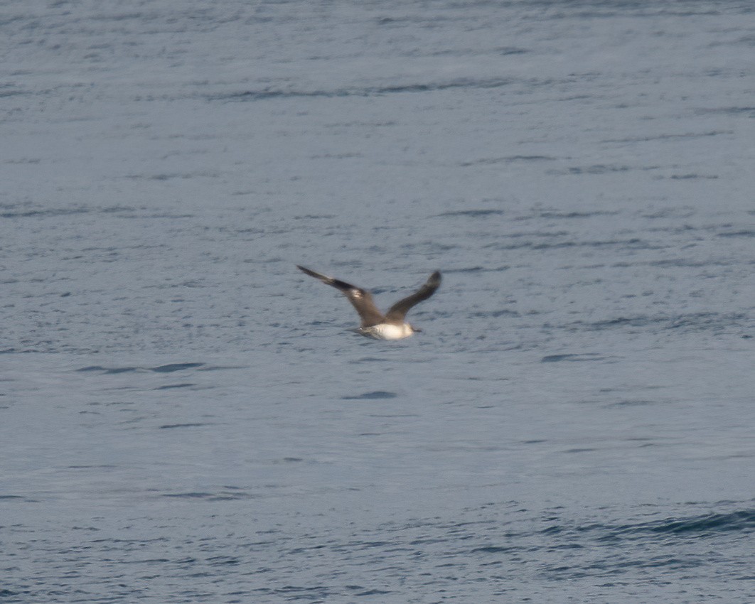 Parasitic Jaeger - Lincoln Martin