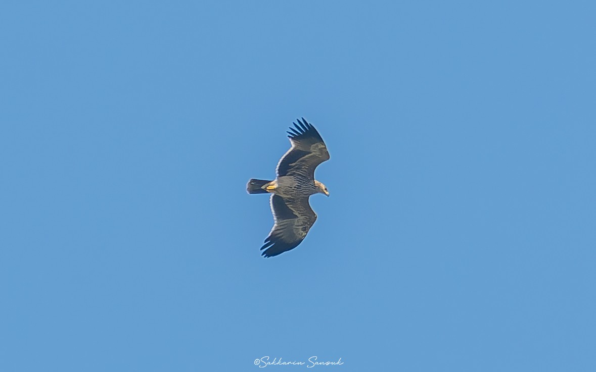 Şah Kartal - ML612076882
