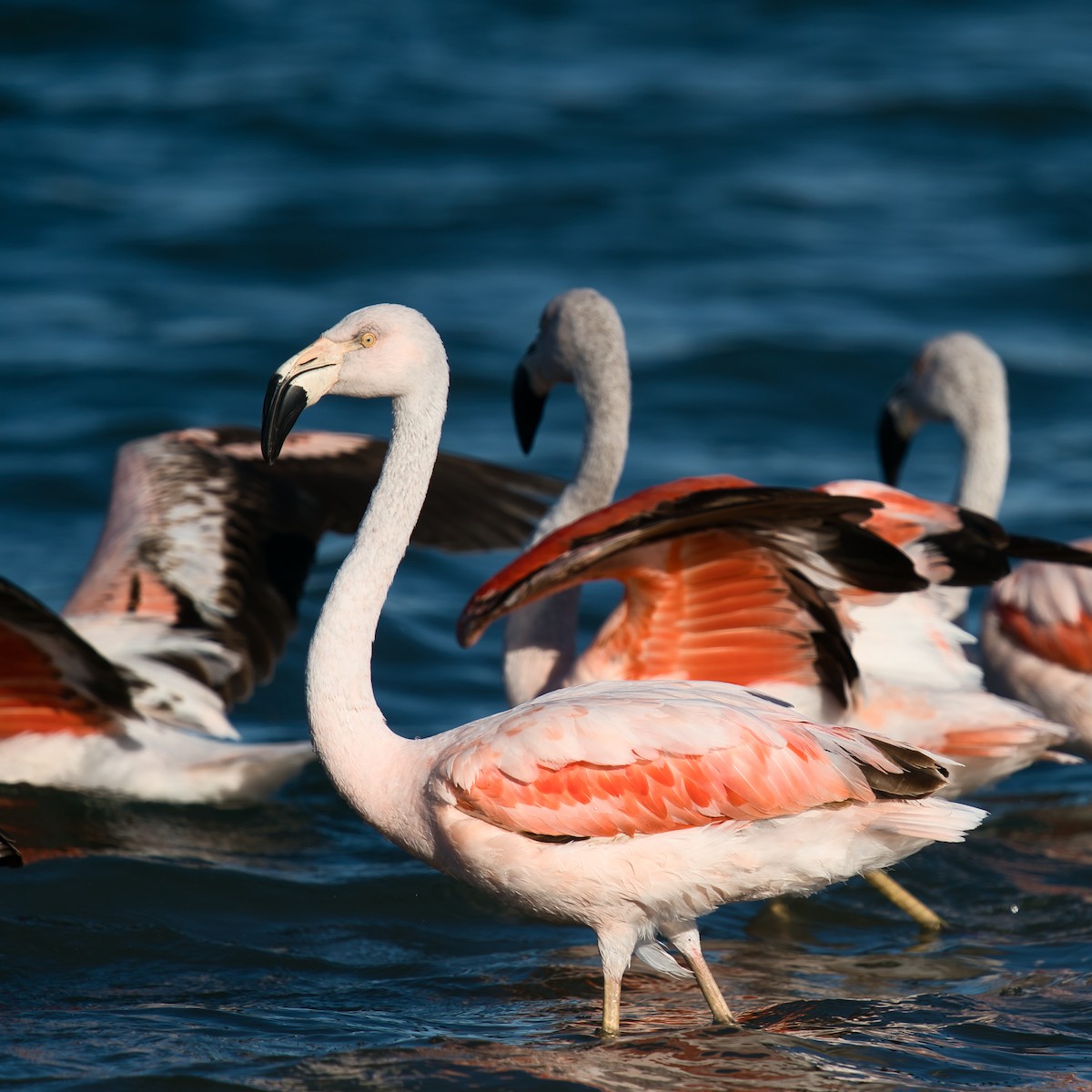 Chilean Flamingo - ML612077122