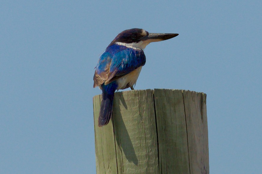 Forest Kingfisher - ML612077132