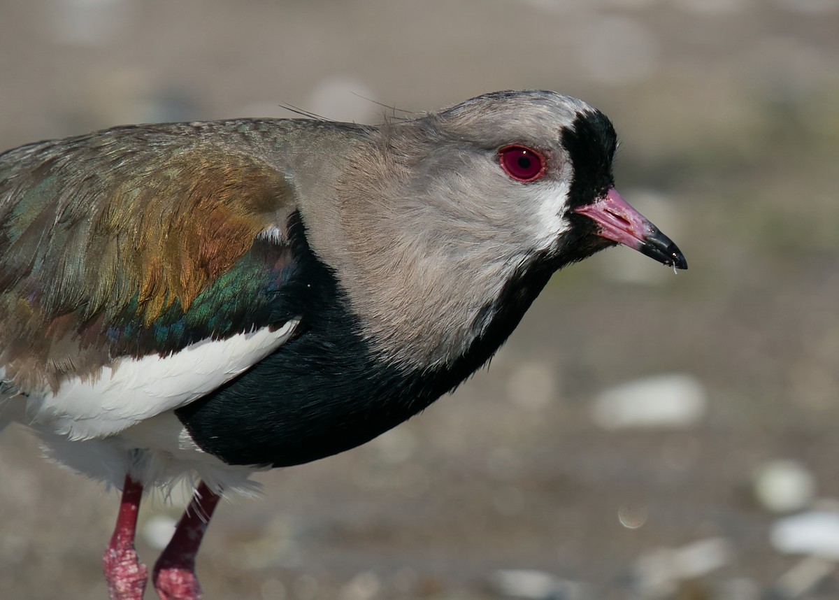 Southern Lapwing - ML612077139