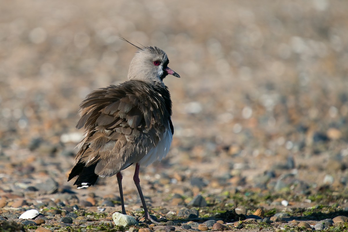 Southern Lapwing - Manu Álvarez