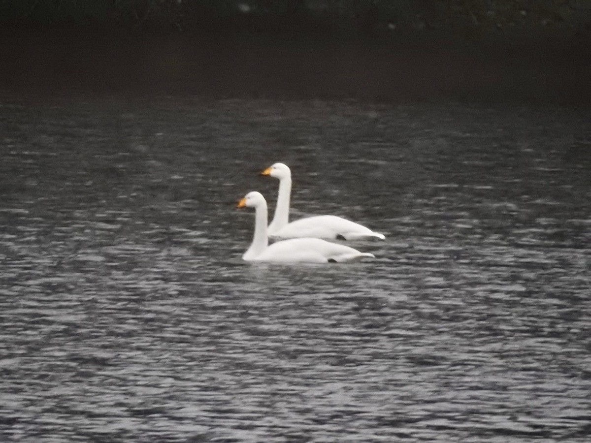 Whooper Swan - ML612077142