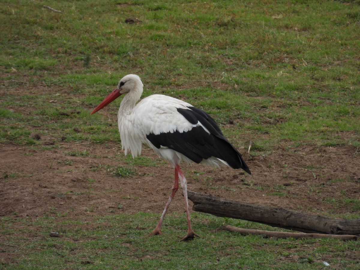 White Stork - Robert Rimkoski