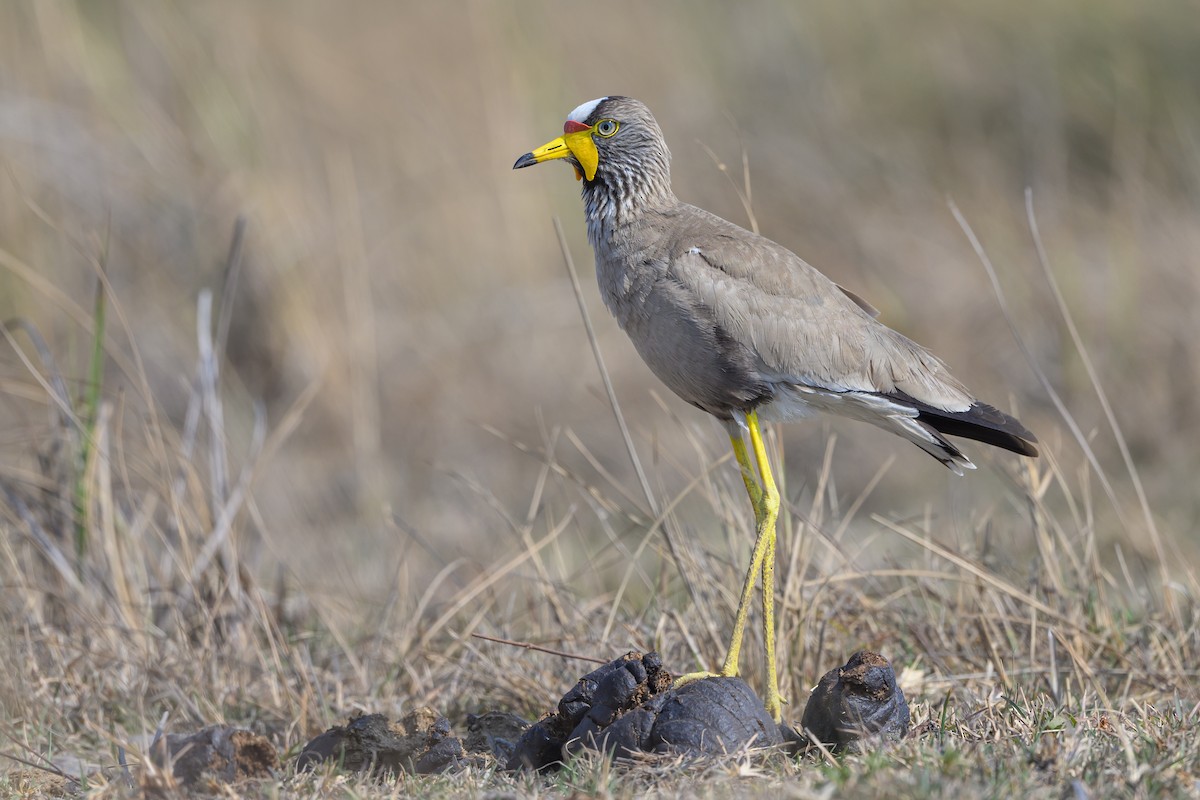 Wattled Lapwing - ML612077207