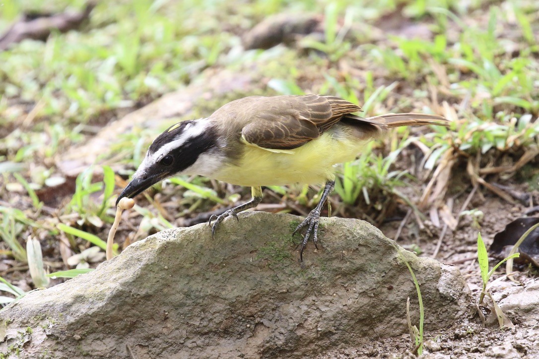 Great Kiskadee - ML612077286