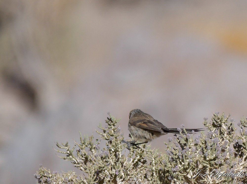 Plain-mantled Tit-Spinetail (berlepschi) - ML612077383