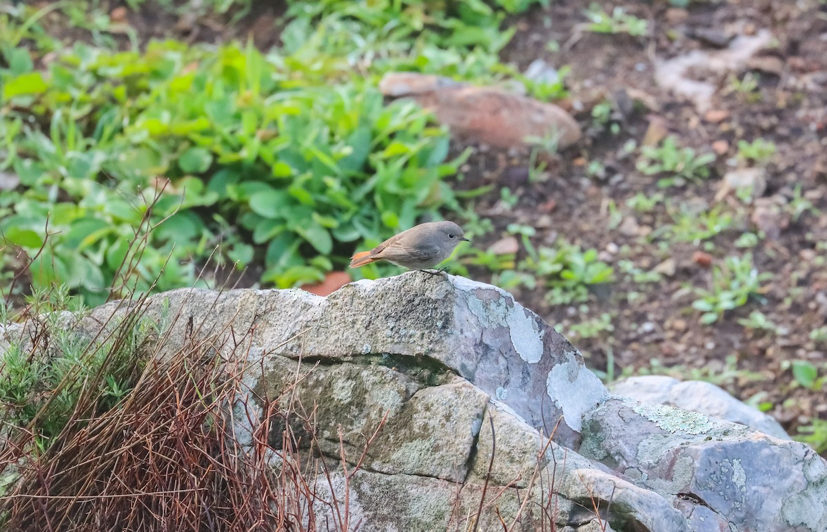 Black Redstart - ML612077427