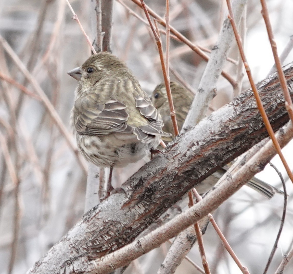 Purple Finch - ML612077573