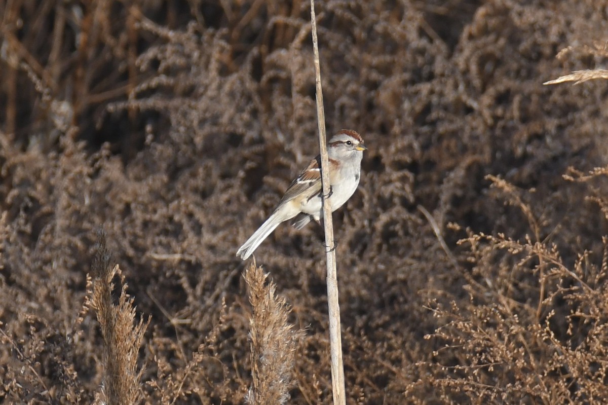 American Tree Sparrow - ML612077586