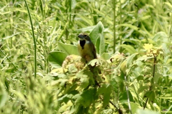 Dickcissel - ML612077601