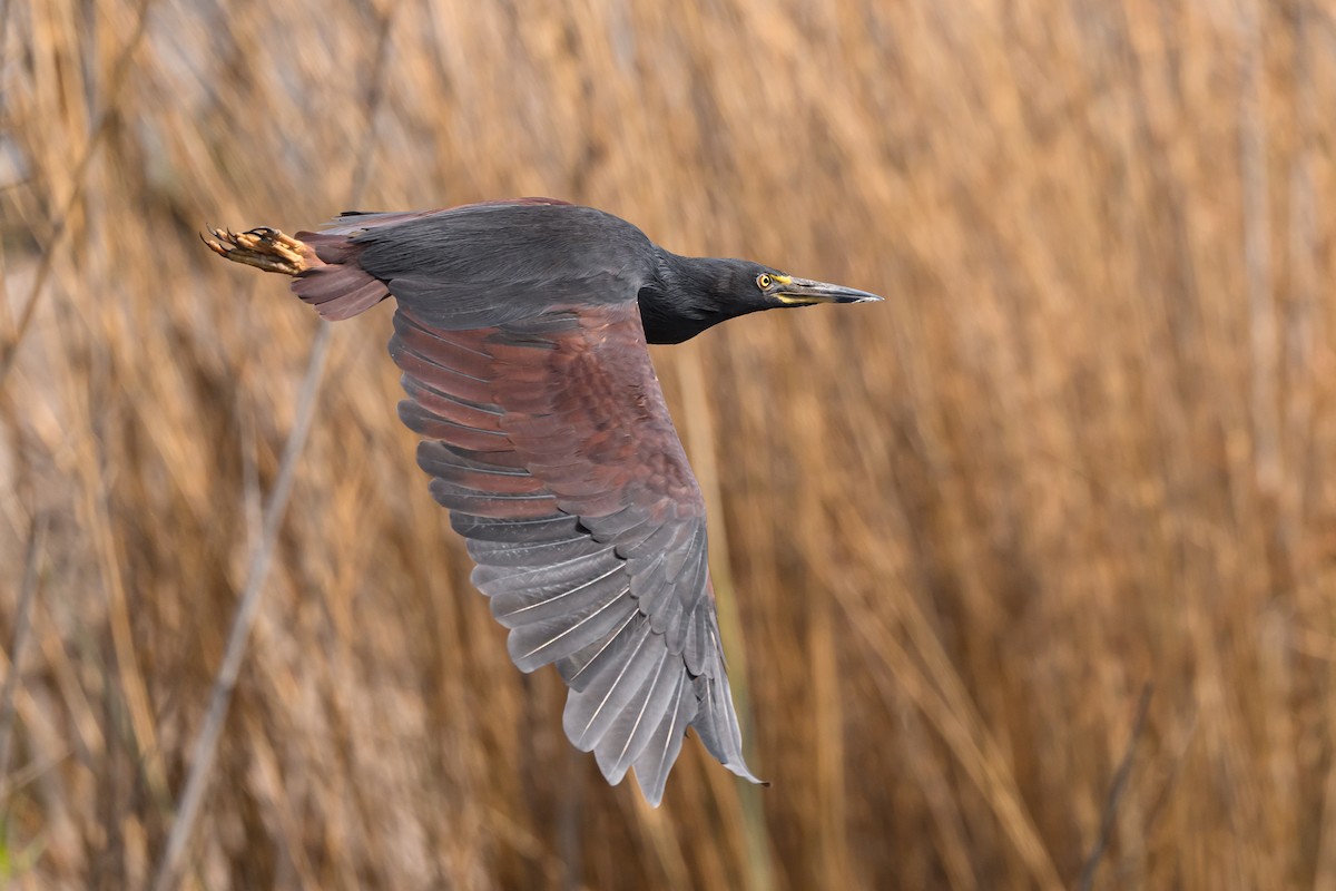 Rufous-bellied Heron - ML612077646