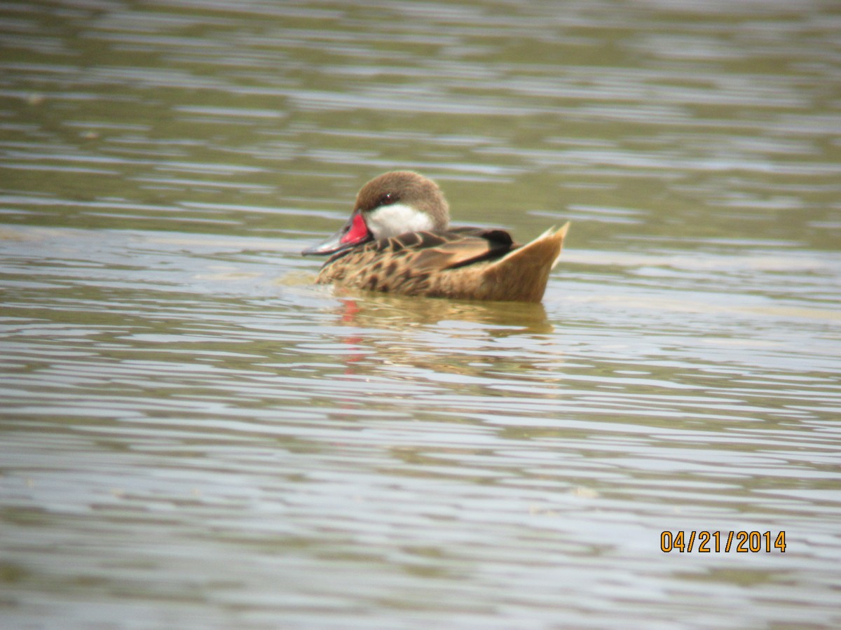 White-cheeked Pintail - Jim Mead