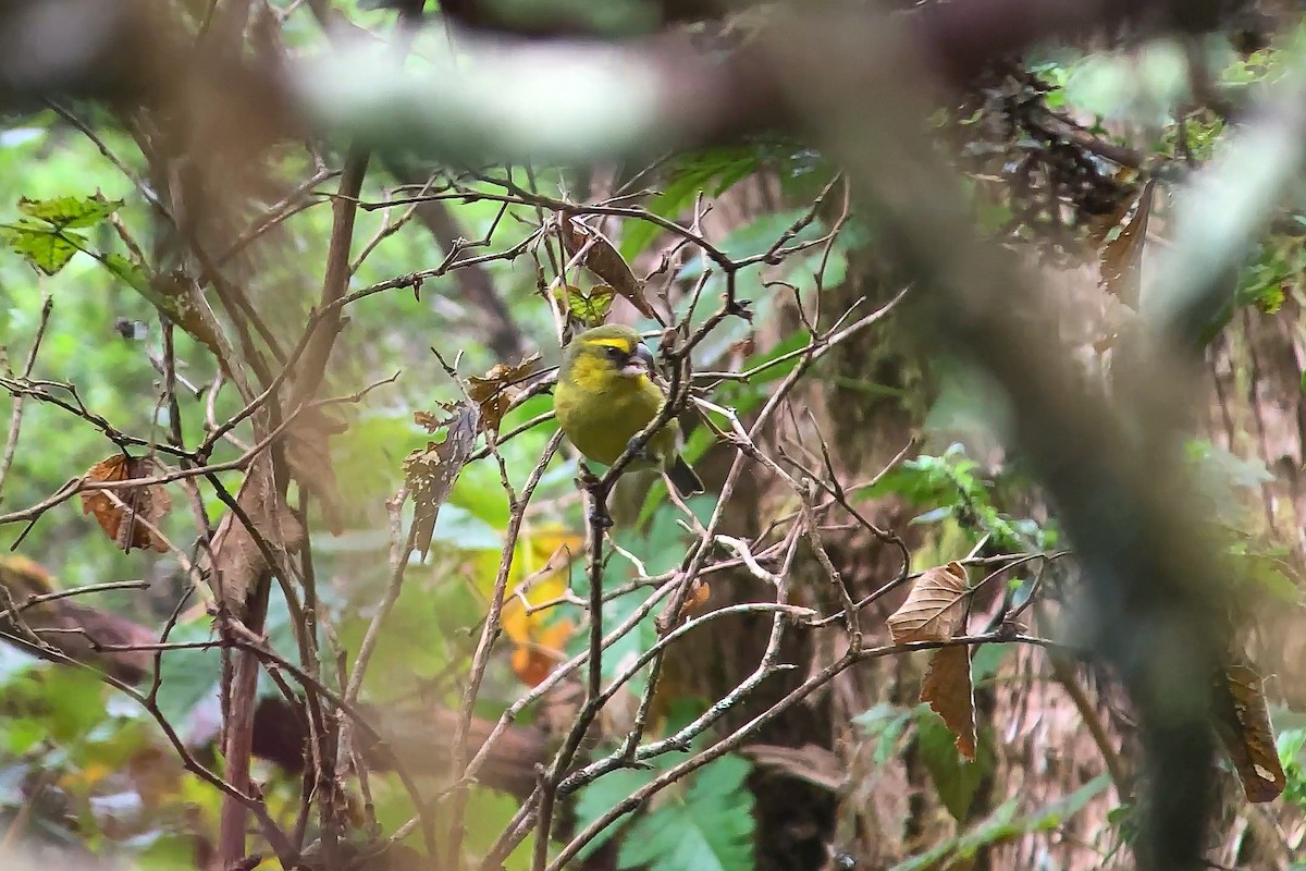 Maui Parrotbill - ML612077747