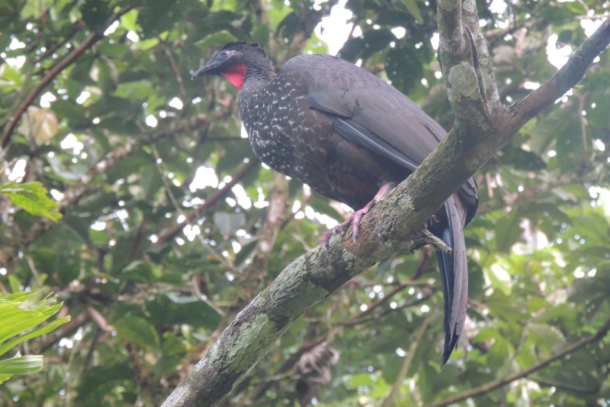 Crested Guan - ML612077759