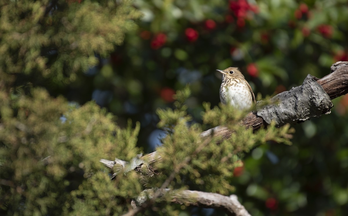 Hermit Thrush - ML612077777