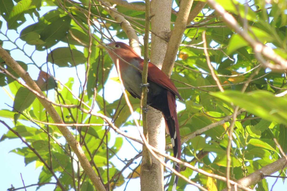 Squirrel Cuckoo - ML612077781