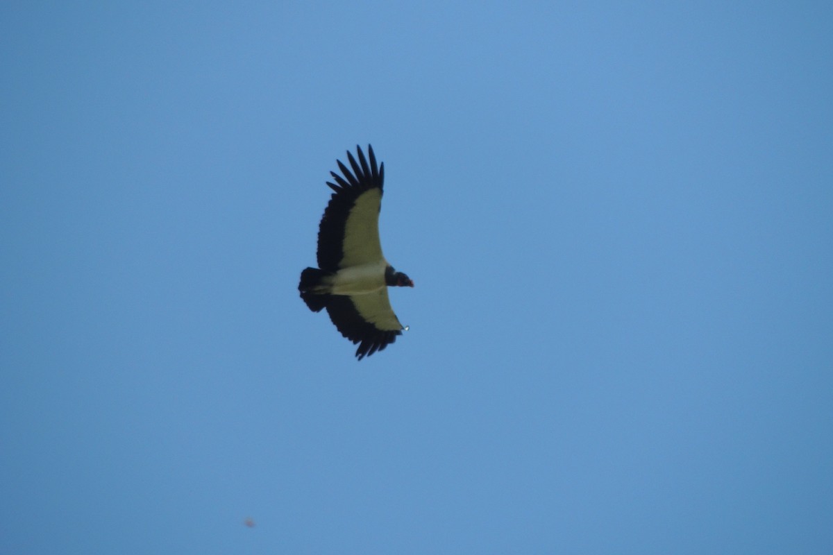 King Vulture - ML612077799