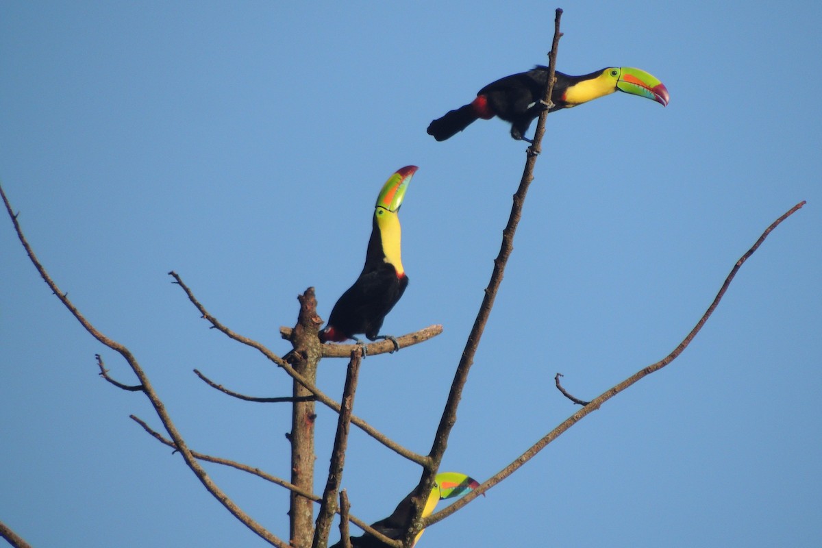 Keel-billed Toucan - ML612077839