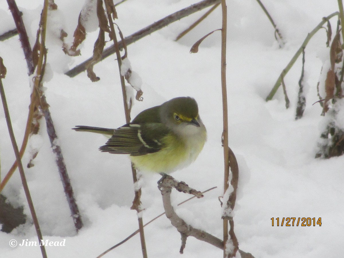 Vireo Ojiblanco - ML612077845