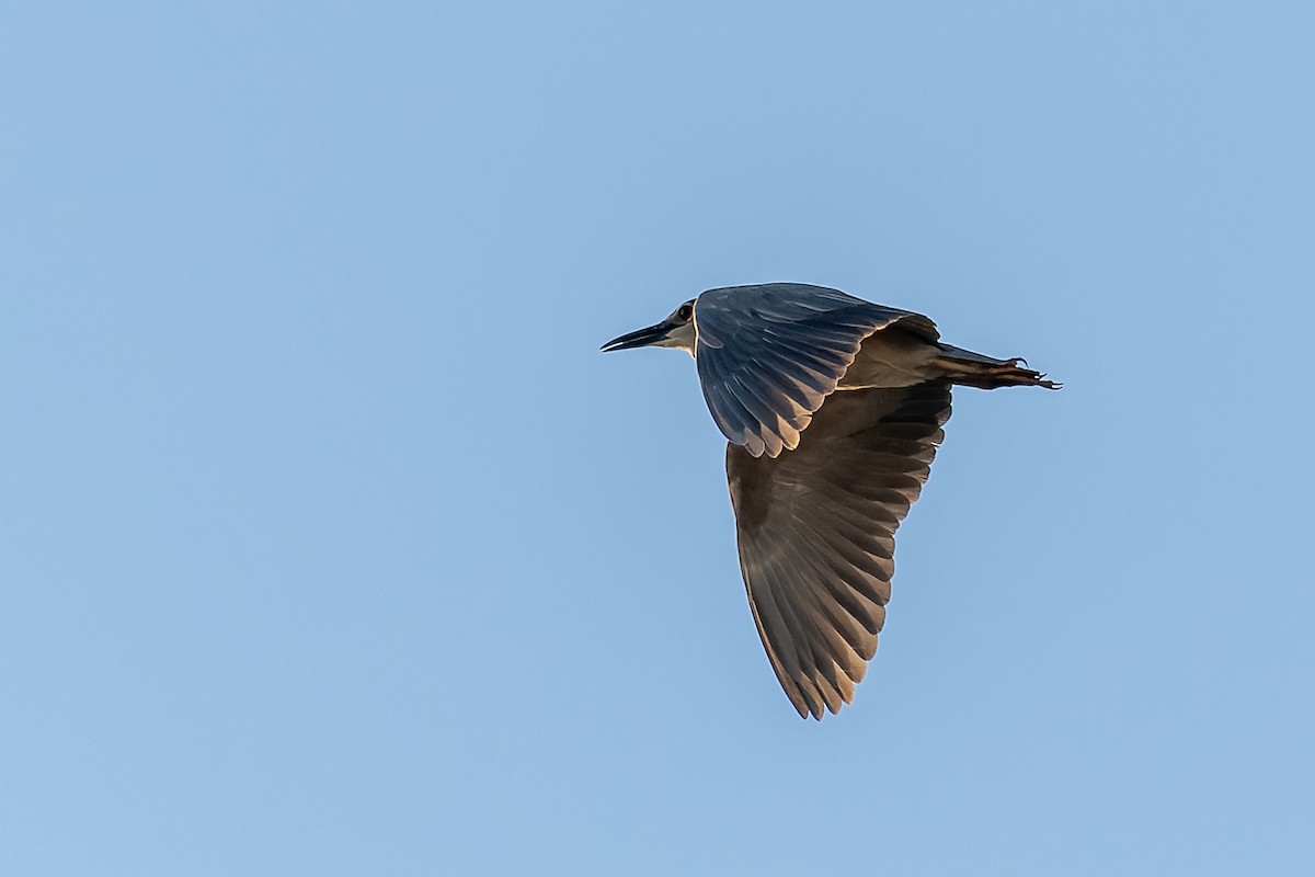 Black-crowned Night Heron - ML612077867