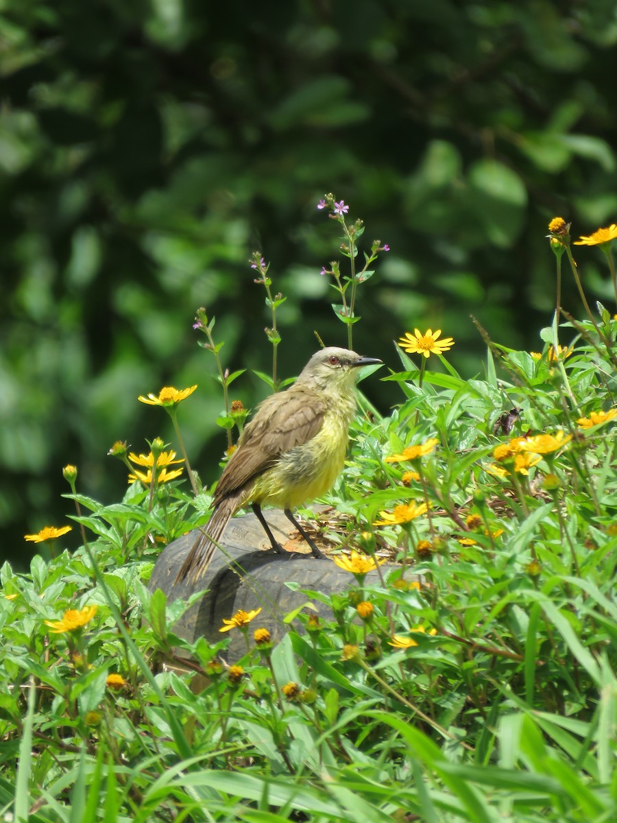 Cattle Tyrant - ML612077872