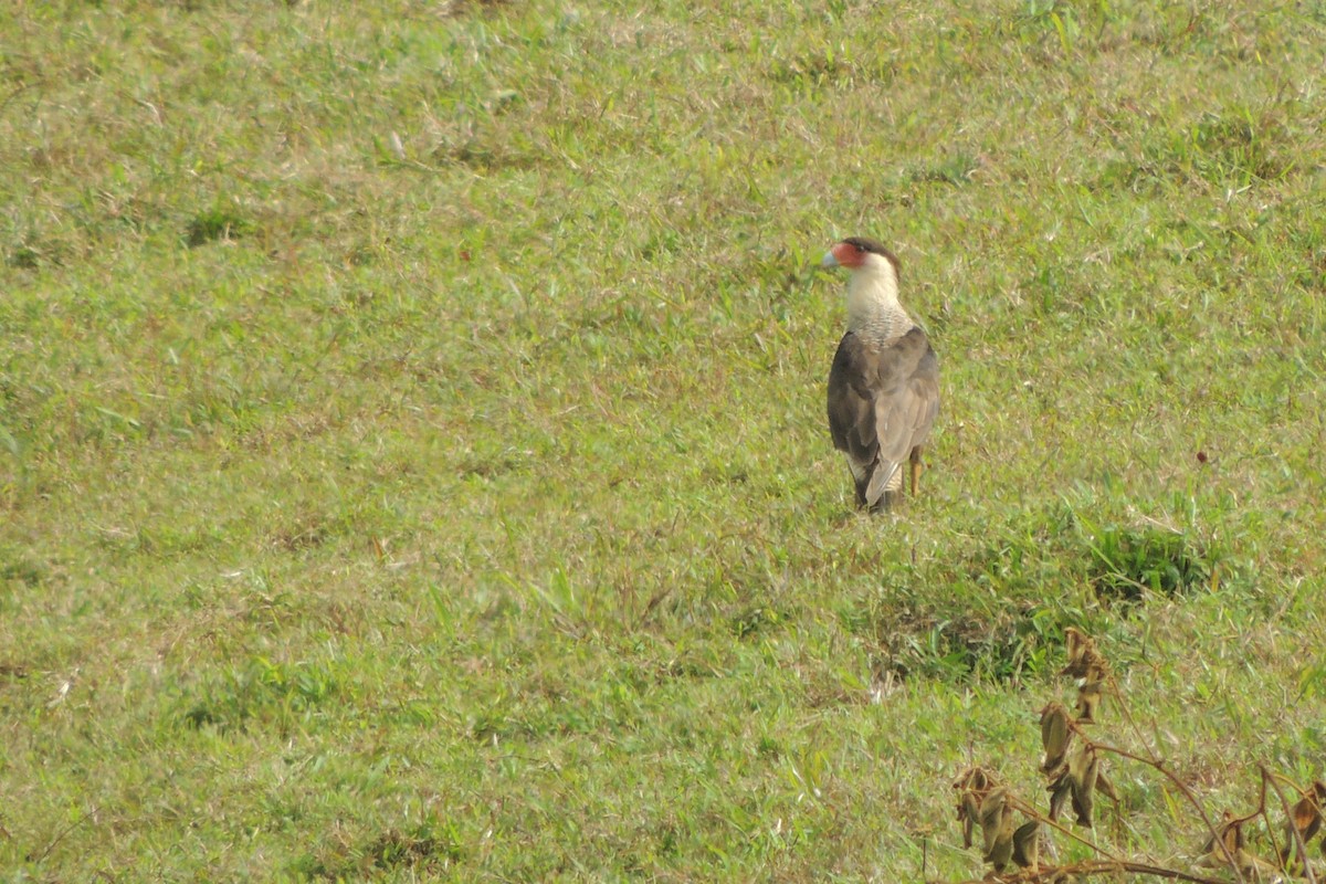 Crested Caracara - ML612077875