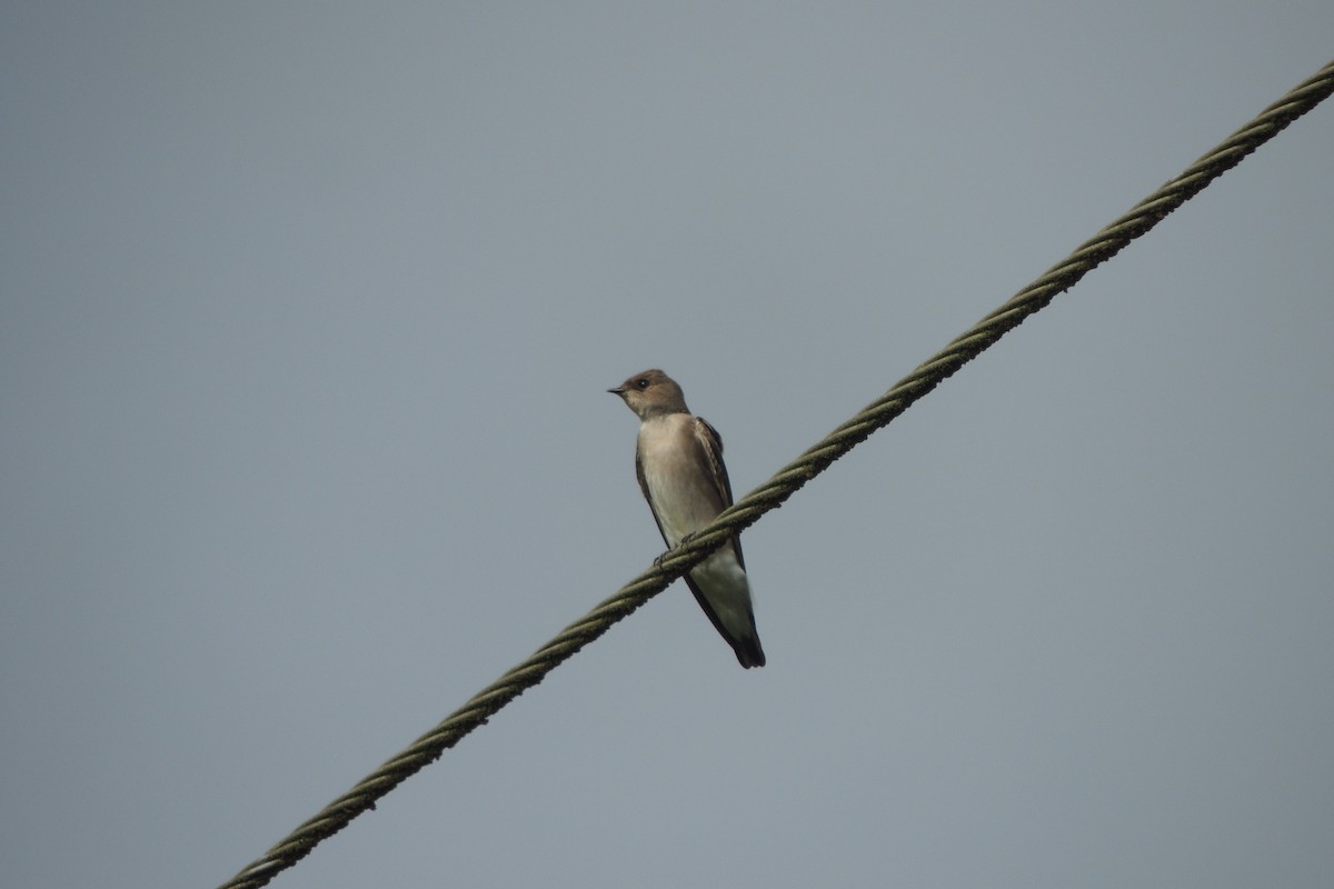 Northern Rough-winged Swallow - ML612077926