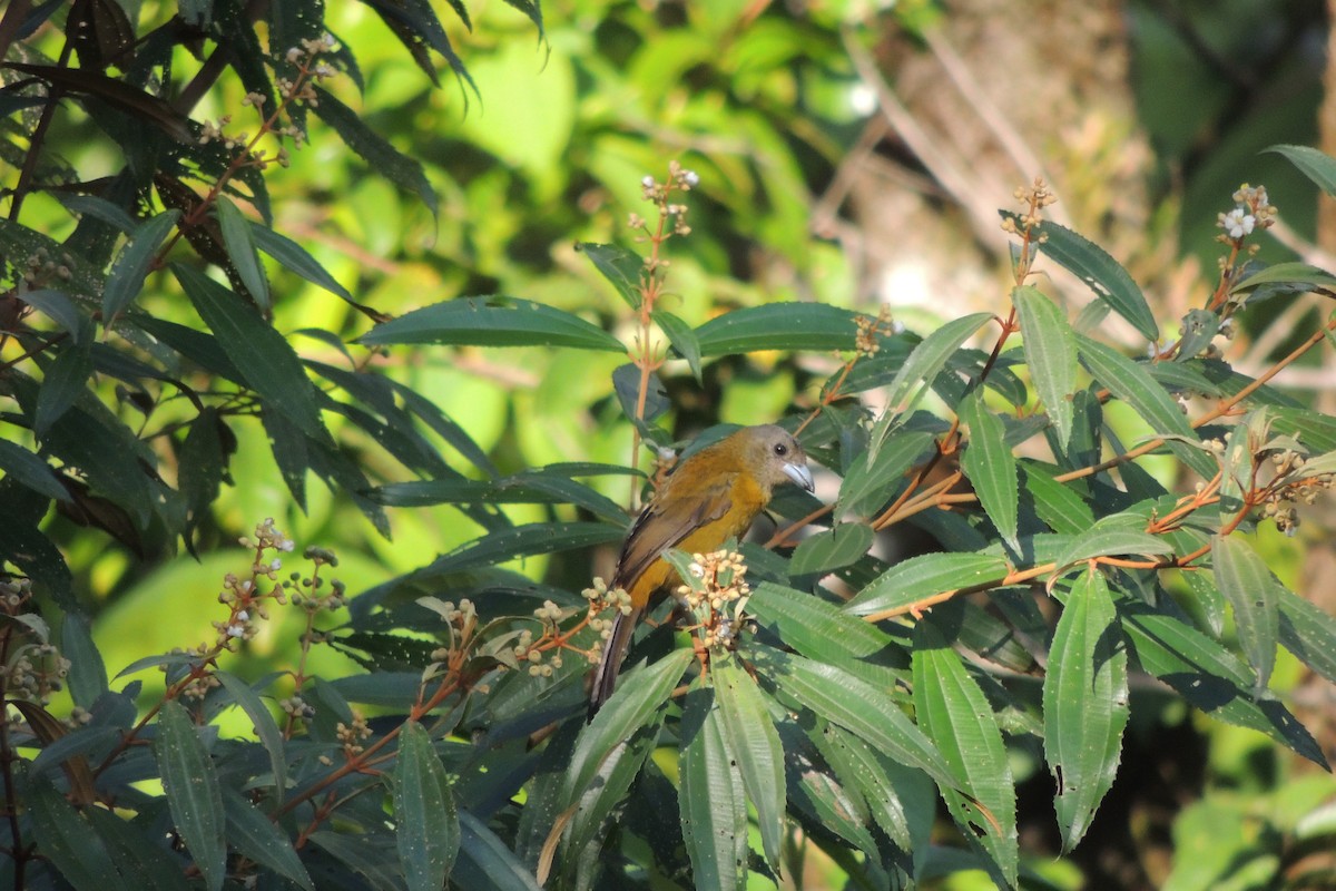 Scarlet-rumped Tanager - ML612077967