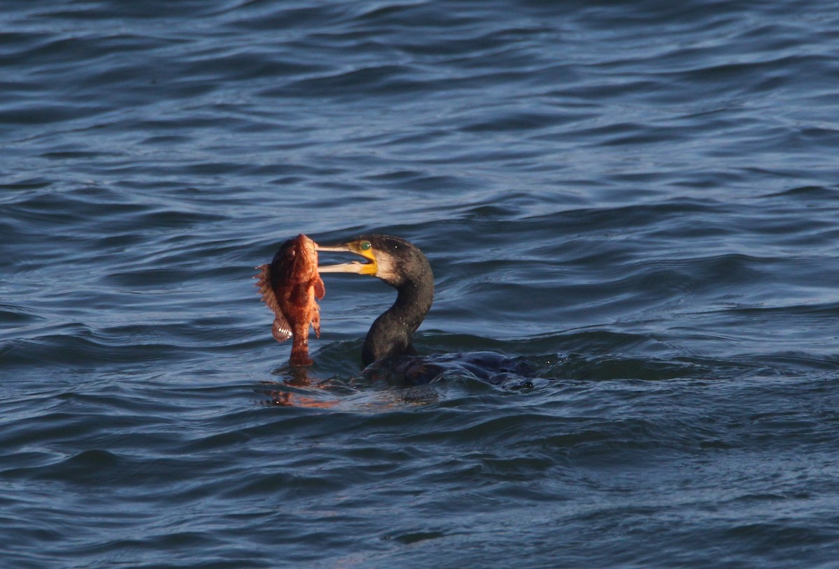 Great Cormorant - ML612078000