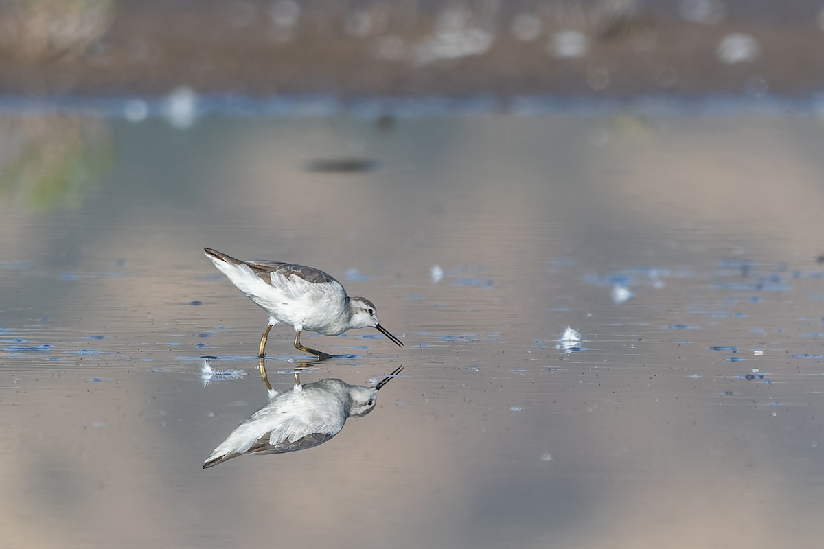 Wilson's Phalarope - ML612078046