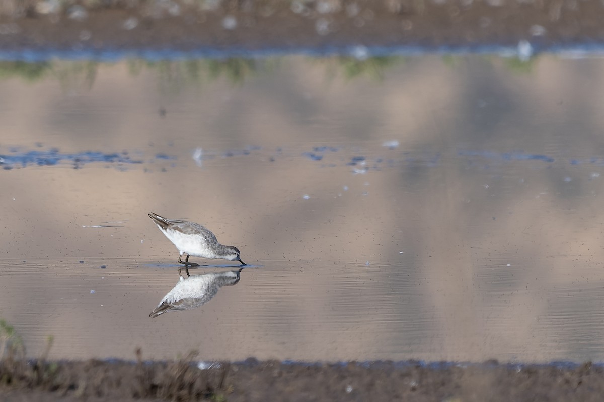 Wilson's Phalarope - ML612078047