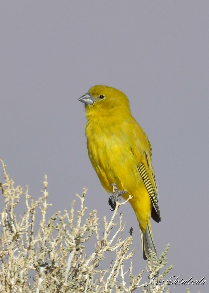 Puna Yellow-Finch - ML612078145