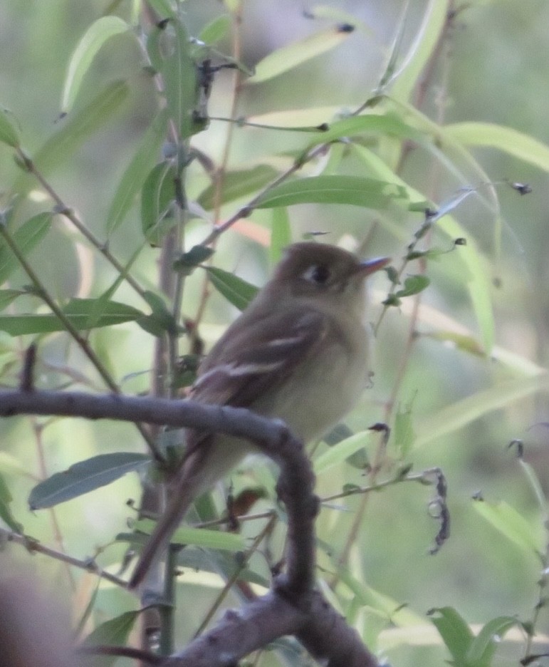 Mosquero sp. (Empidonax sp.) - ML612078176